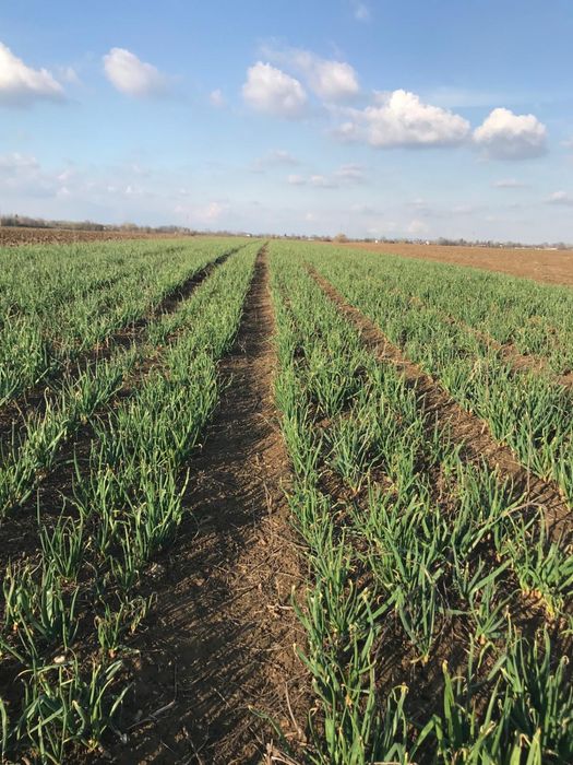 Ceapa verde legatura