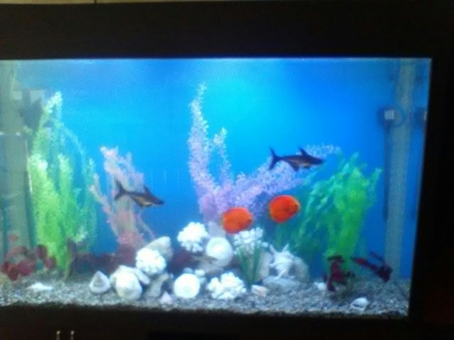 Чистка аквариумов.