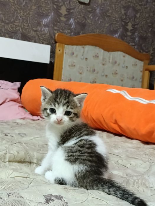 отдам котят в добрые руки