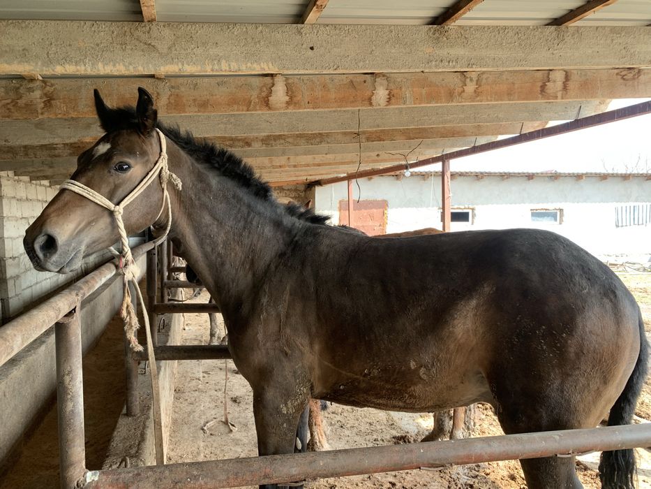 Тайлар сатылады хабарлас!!