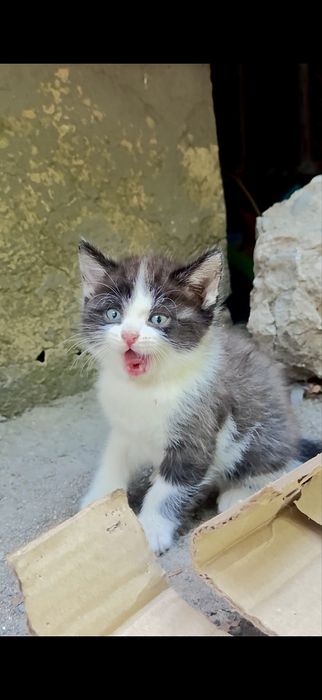 Маленький котенок