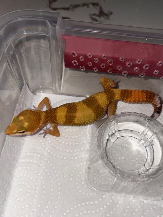 В продаже подростки Эублефар