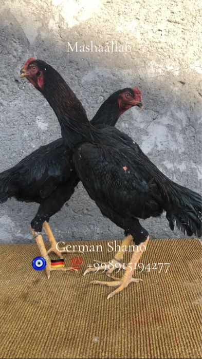 О Шамо апрелский хурозлар сотилади