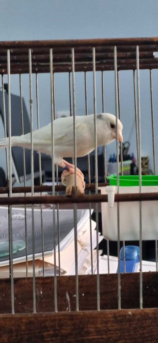 Канарейка самка готовая к паровке, не работала еще