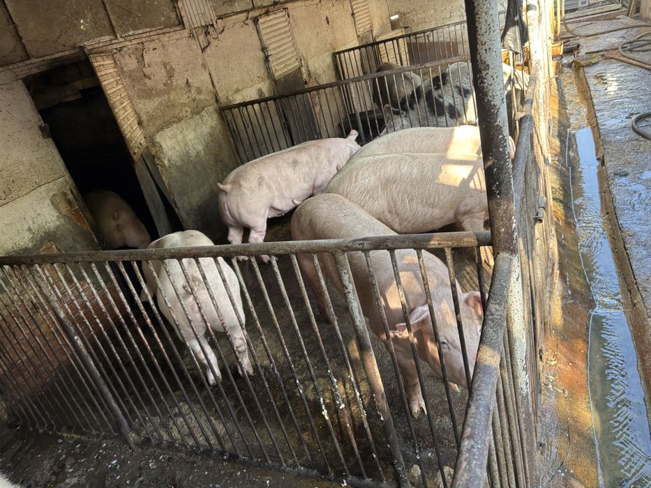 Продаваме прасета