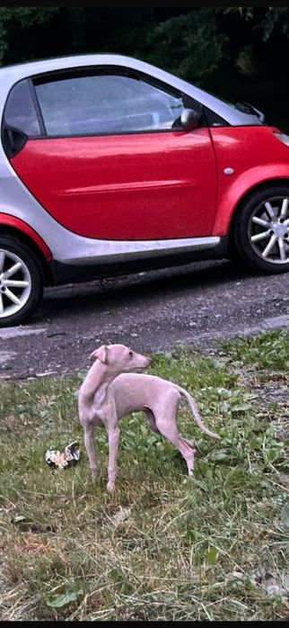 левретка (женска), на 5 месеца. Italian greyhound