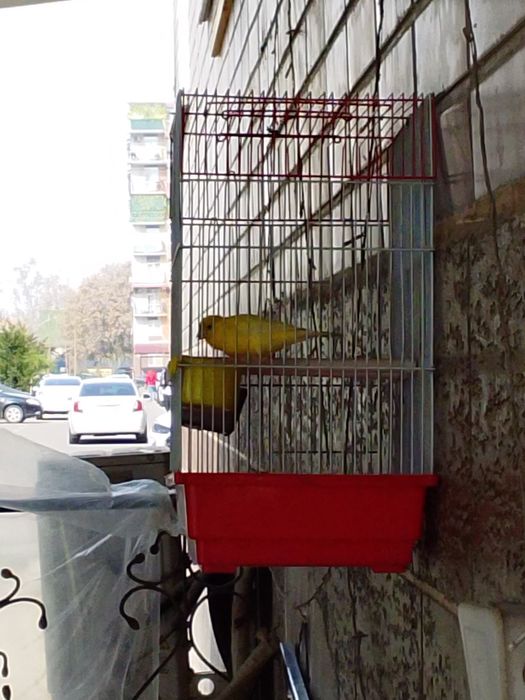 канарейка  нар  сотилади  8,9  ойлик  сайрода  активний