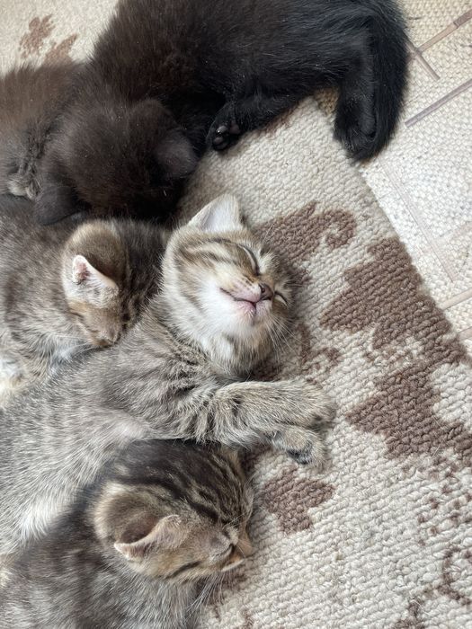 Котята в добрые руки