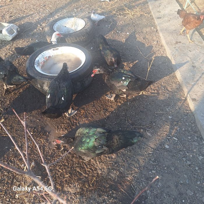 Шипуны самцы  индоутки