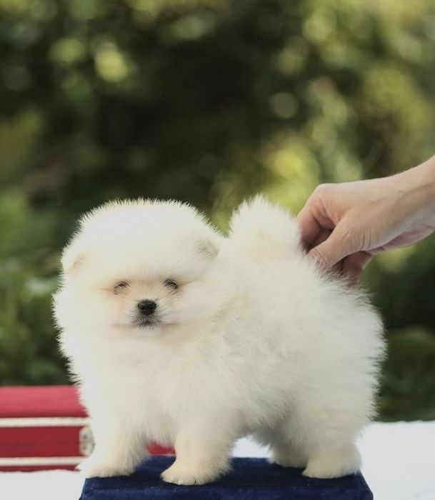 Померан мини