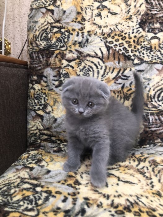 Котята в добрые руки.