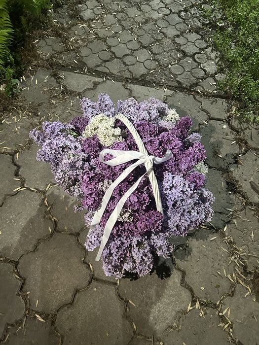 Сирень Алматыыыыы