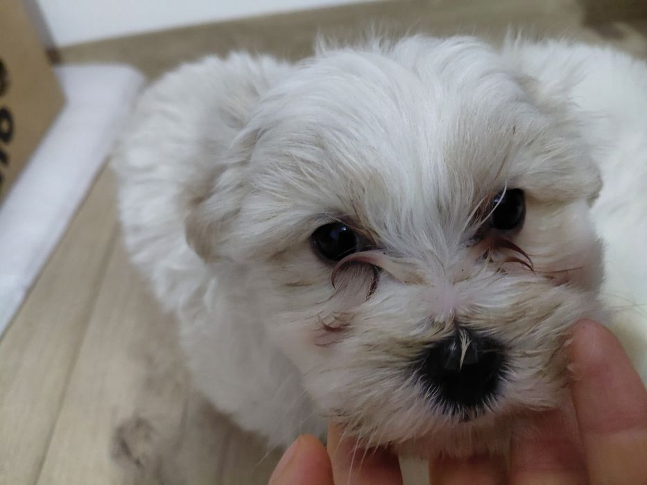 Catei  Bichon   Maltez