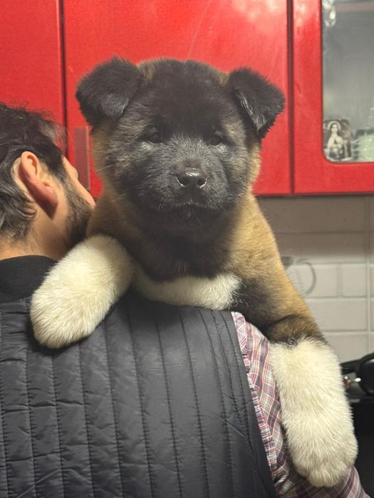 Детки американская акита