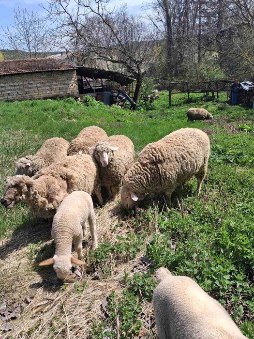 Овце и два коча цена по договаряне