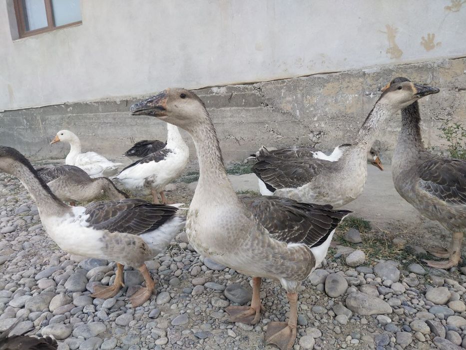 Ğozlar sotiladi,4 oylik.