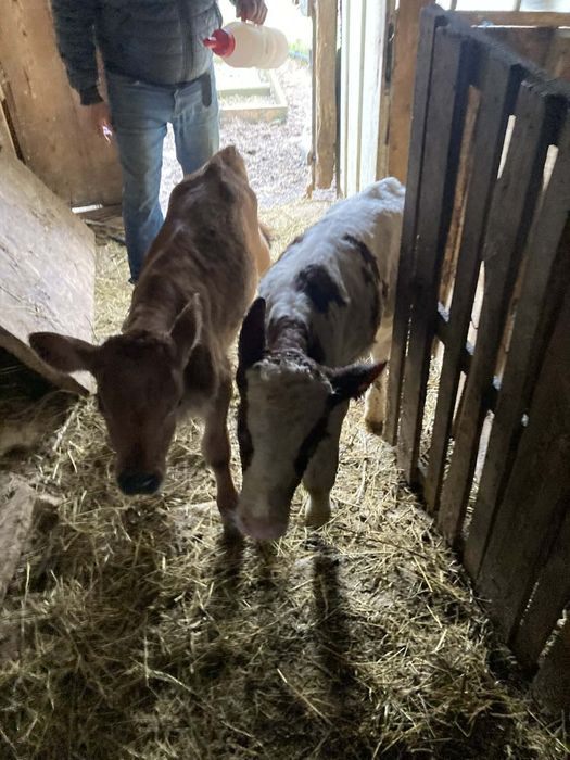 Продавам две мъжки  телета