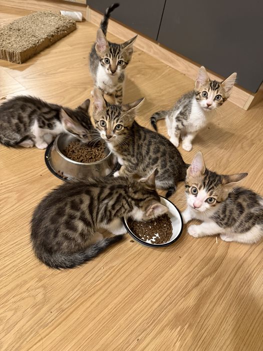 Бенгалски котенца