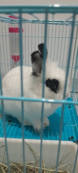 Декоративная кролика продам