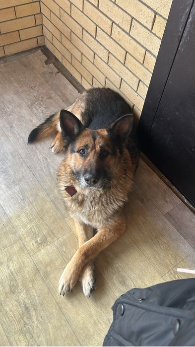 Щенки немецкой овчарки