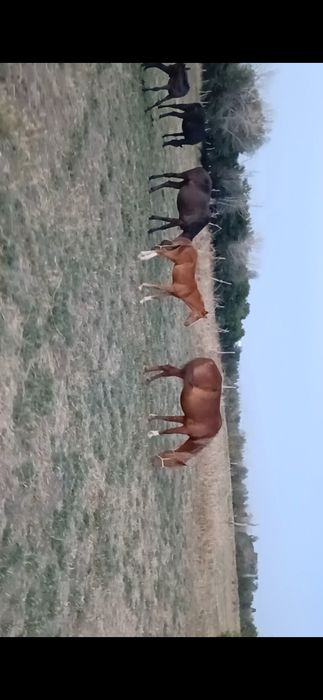 Жылқы сатылады үйірімен