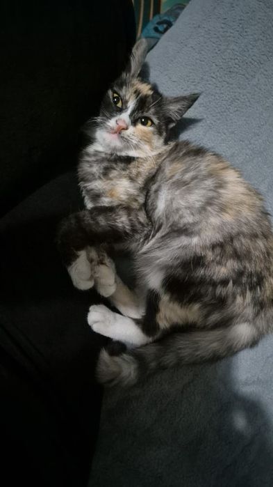 Бесплатно кошелка