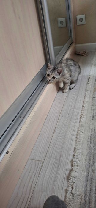 Продам котенка Скотиш страйт
