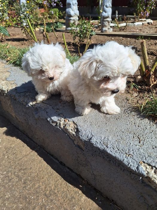 pui bichon o luna