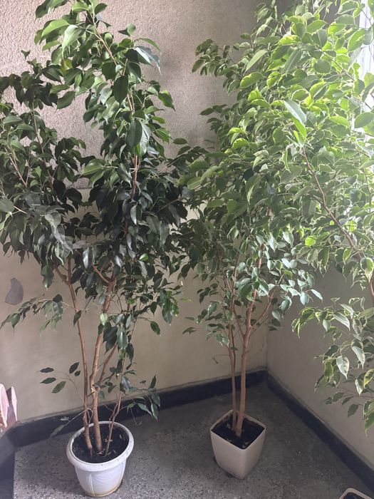 Голямо растение Бенджамин