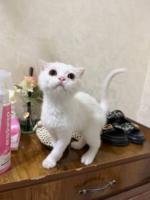 Продаю котята в добри руки