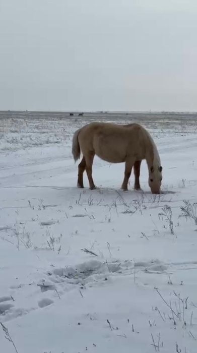 Буаз жуас бие сатамын Астанада