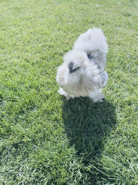 Петли и кокошка Копринки