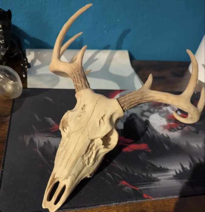 Vand trofeu cerb imitatie din rasina handmade