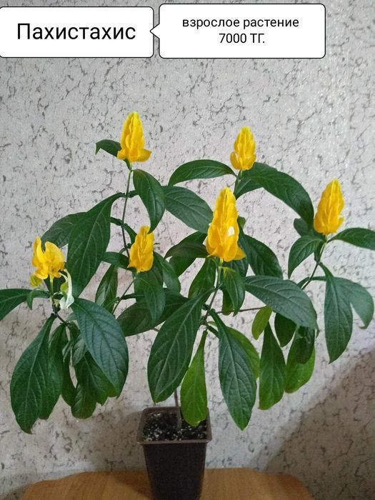 Цветы для дома и офиса