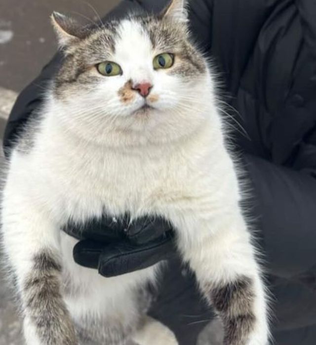 Кошечка в добрые руки