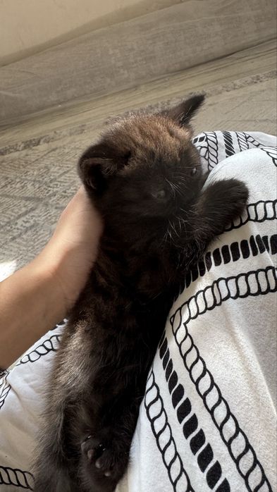 продам котят которые ищут хозяев!