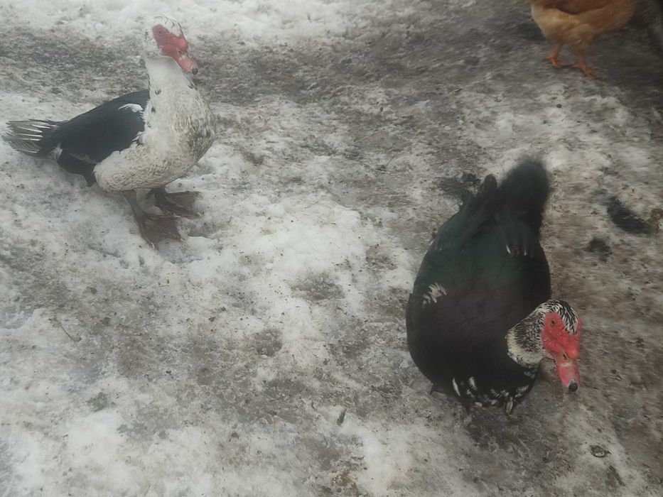 Vând rățoi leșesc