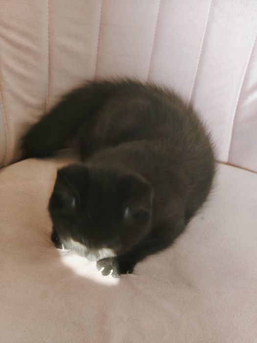 Чистопородный Британский кот