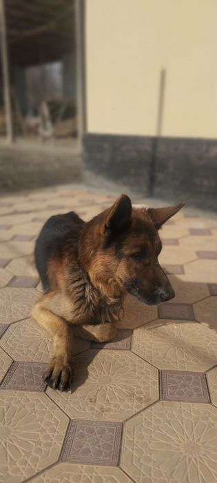 Toza zotli nemis apcharkasi