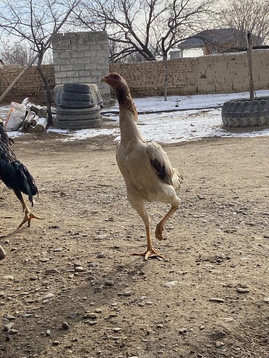 Дакан бойцовый мекен