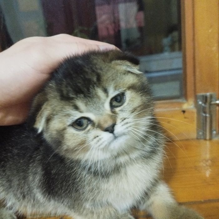 Котята серебристая шиншилла Scottish Fold и Scottish Straight