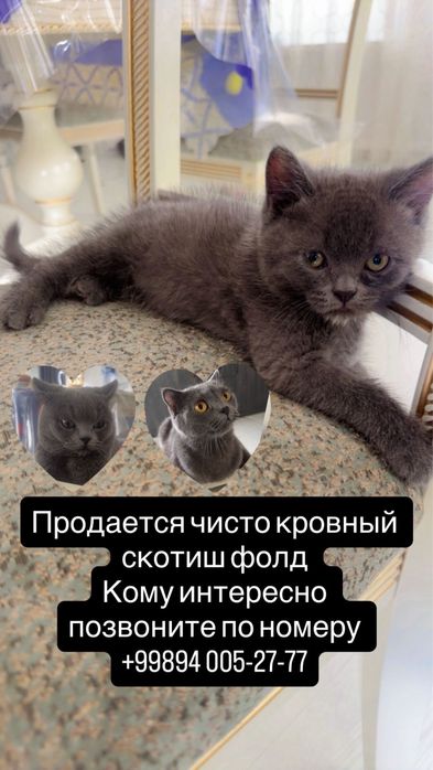 Продоётся чистокровный скоттиш фолд (вислоухий котенок).