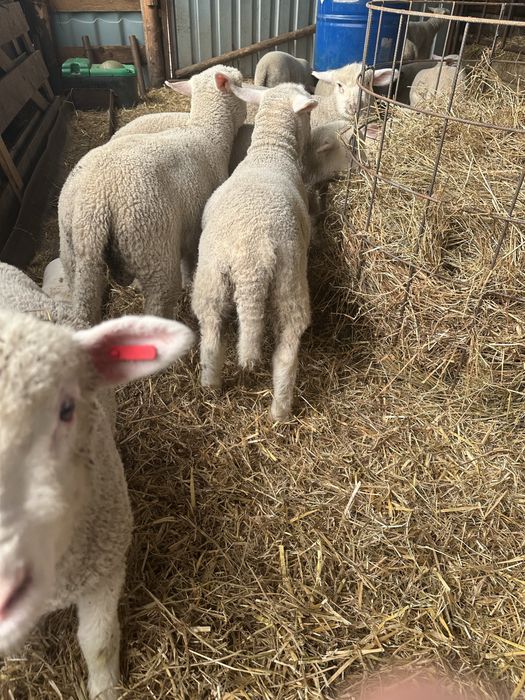 Vand mielute Ile de france