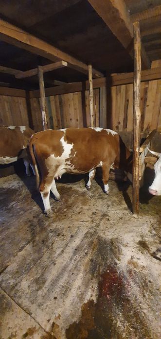 Vaca,baltata  românească de vanzare