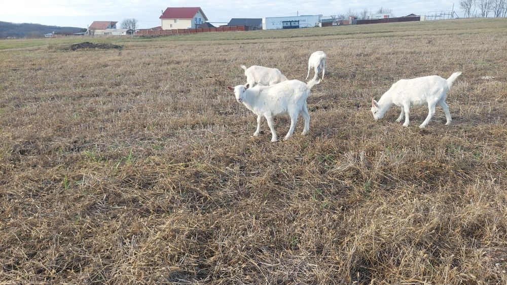 Vînd sau Schimb un țap rasa SANNEN
