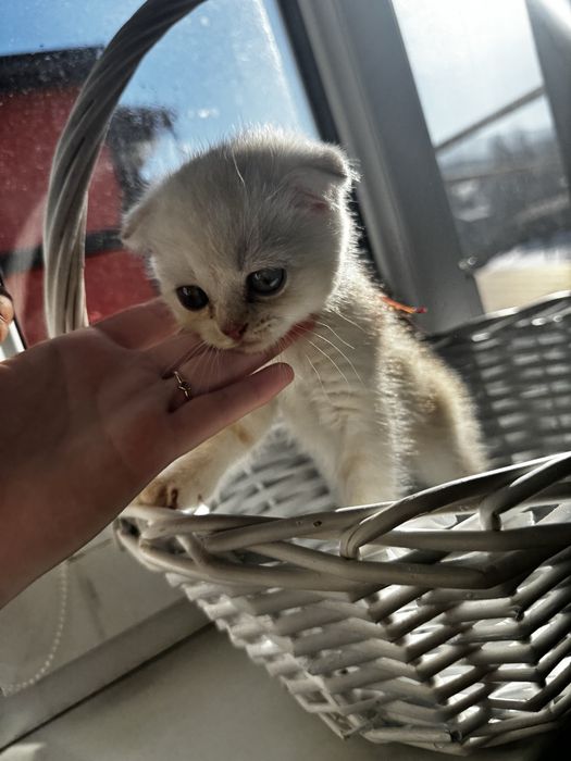 Шотландский вислоухий