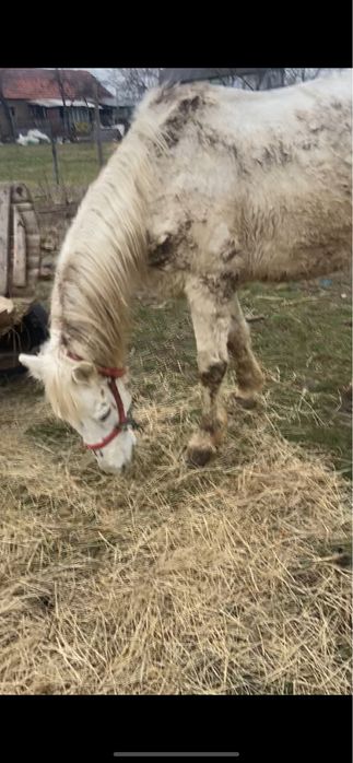 Vand cap bun de caruta