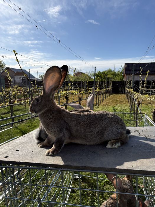 Cand iepuri Urias German