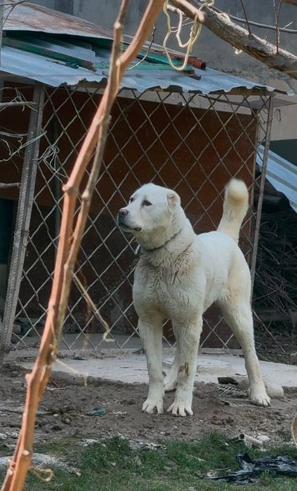 Alabay (toza Alabay) 1 yoshda