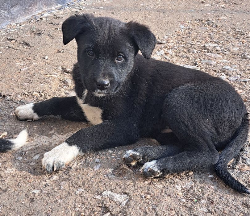 Милым щенком нужен дом